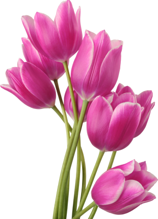 Pink Tulip