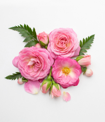 Pink Rose