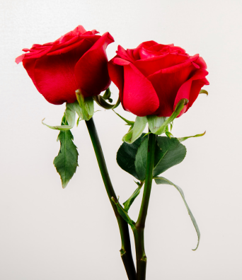 Red Rose